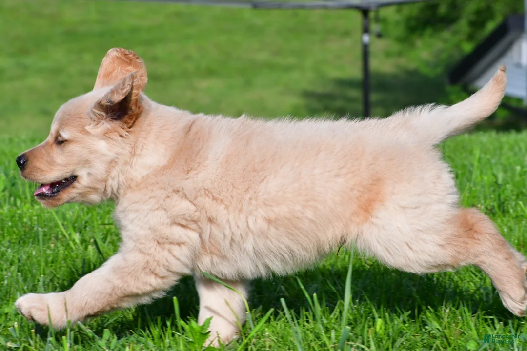 Golden Retriever dogs for sale: Leo - Ad 2