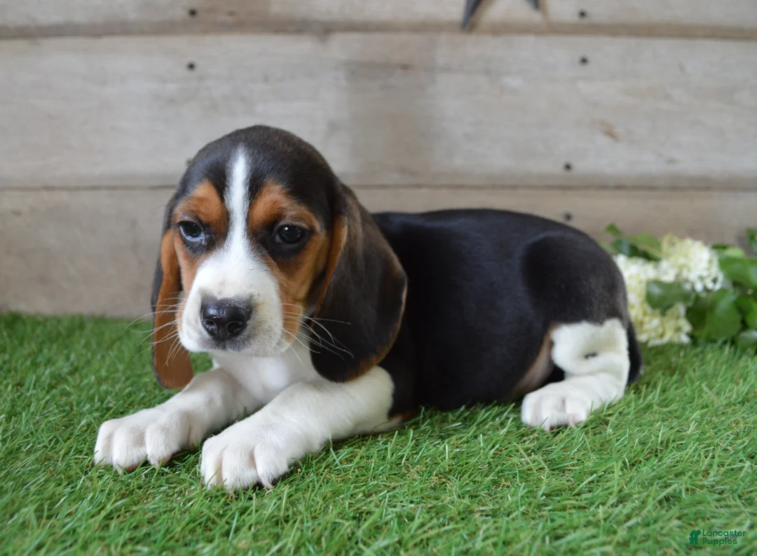Beagle dogs for sale: Billy The Kid - Ad 2