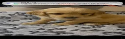 Golden Retriever dogs for sale: Female Golden Retriever 2 - Ad 1