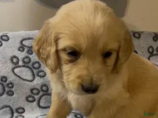 Golden Retriever dogs for sale: Female Golden Retriever 2 - Ad 2