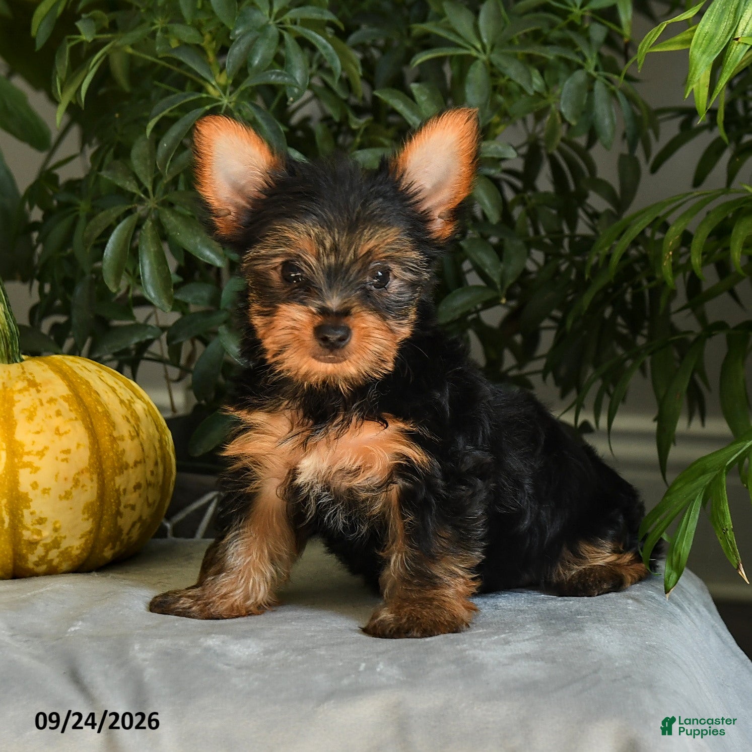 Yorkshire Terrier dogs Josie - Ad 1