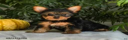 Yorkshire Terrier dogs for sale: Josie - Ad 1