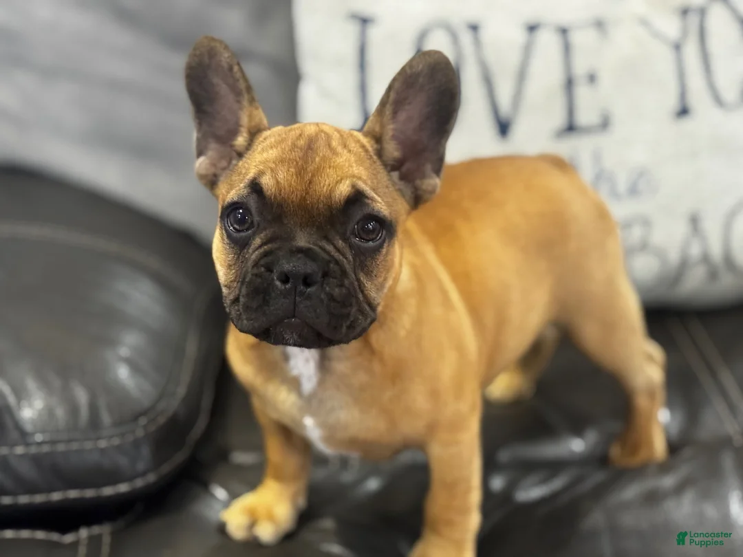 French Bulldog dogs for sale: Frank - Ad 1
