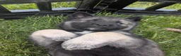 Norwegian Elkhound dogs for sale: Purple  - Ad 5