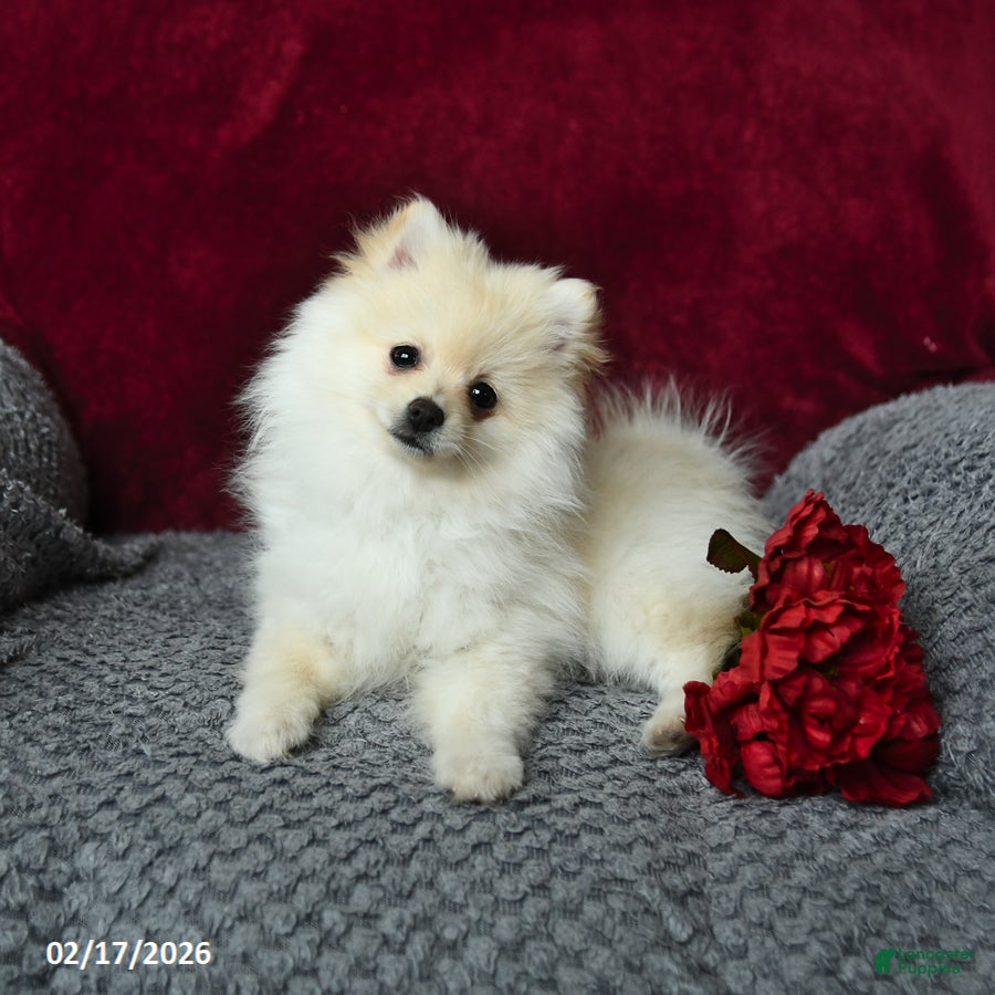 Pomeranian dogs Flurry - Ad 2