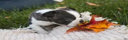 Boston Terrier dogs for sale: Cody Boston Terrier  - Ad 3
