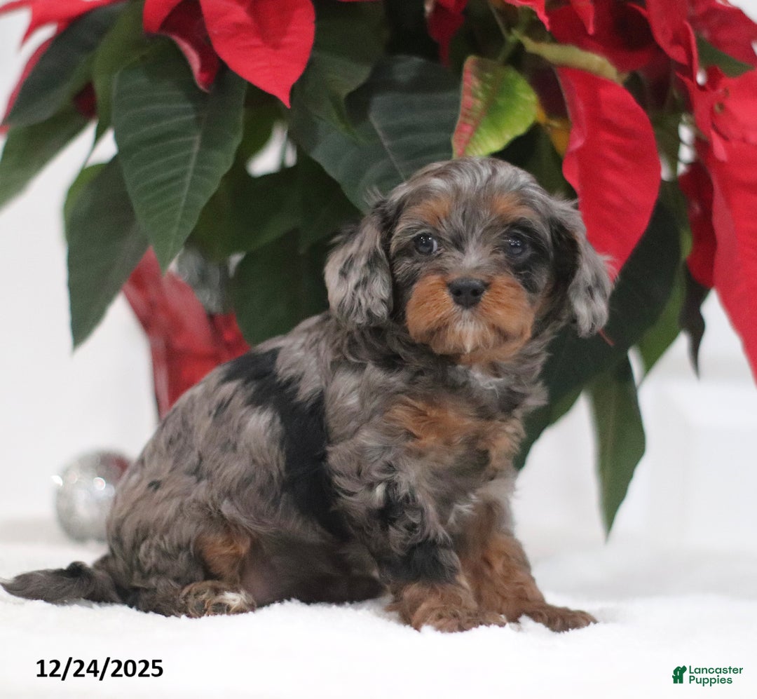 Cavapoo dogs for sale: Pesto - Ad 1