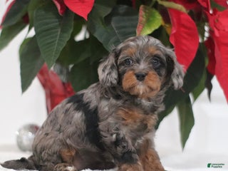 Cavapoo dogs Pesto - Ad 42