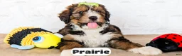 Bernedoodle dogs for sale: Prairie - Ad 9