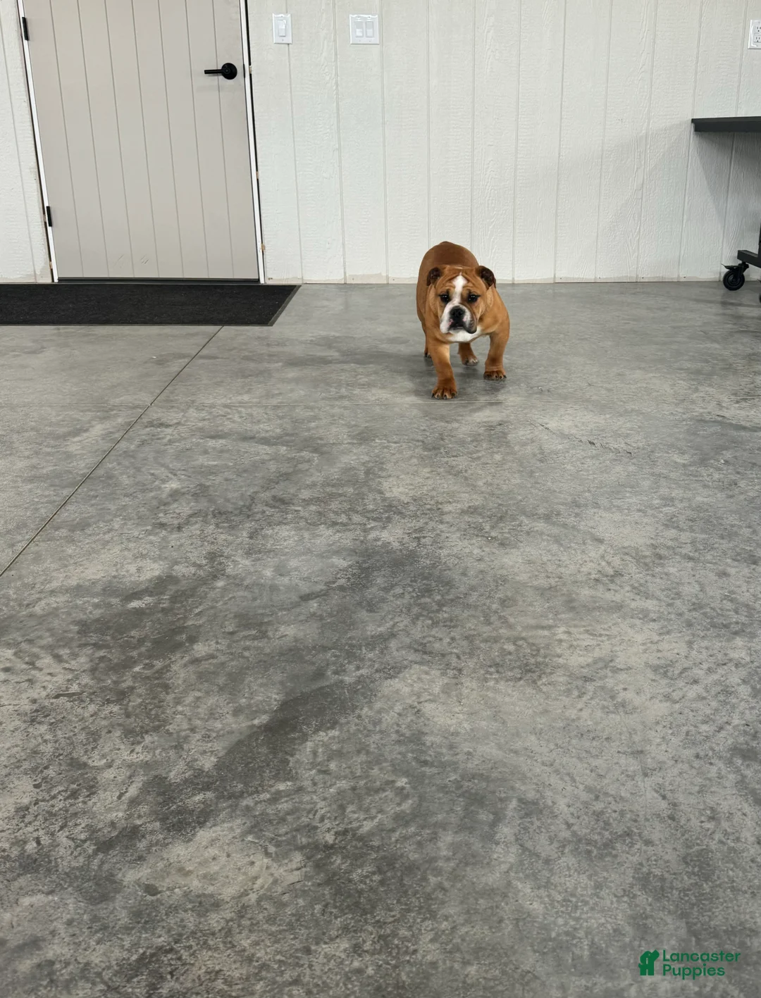 English Bulldog dogs for sale: Zeke  - Ad 3