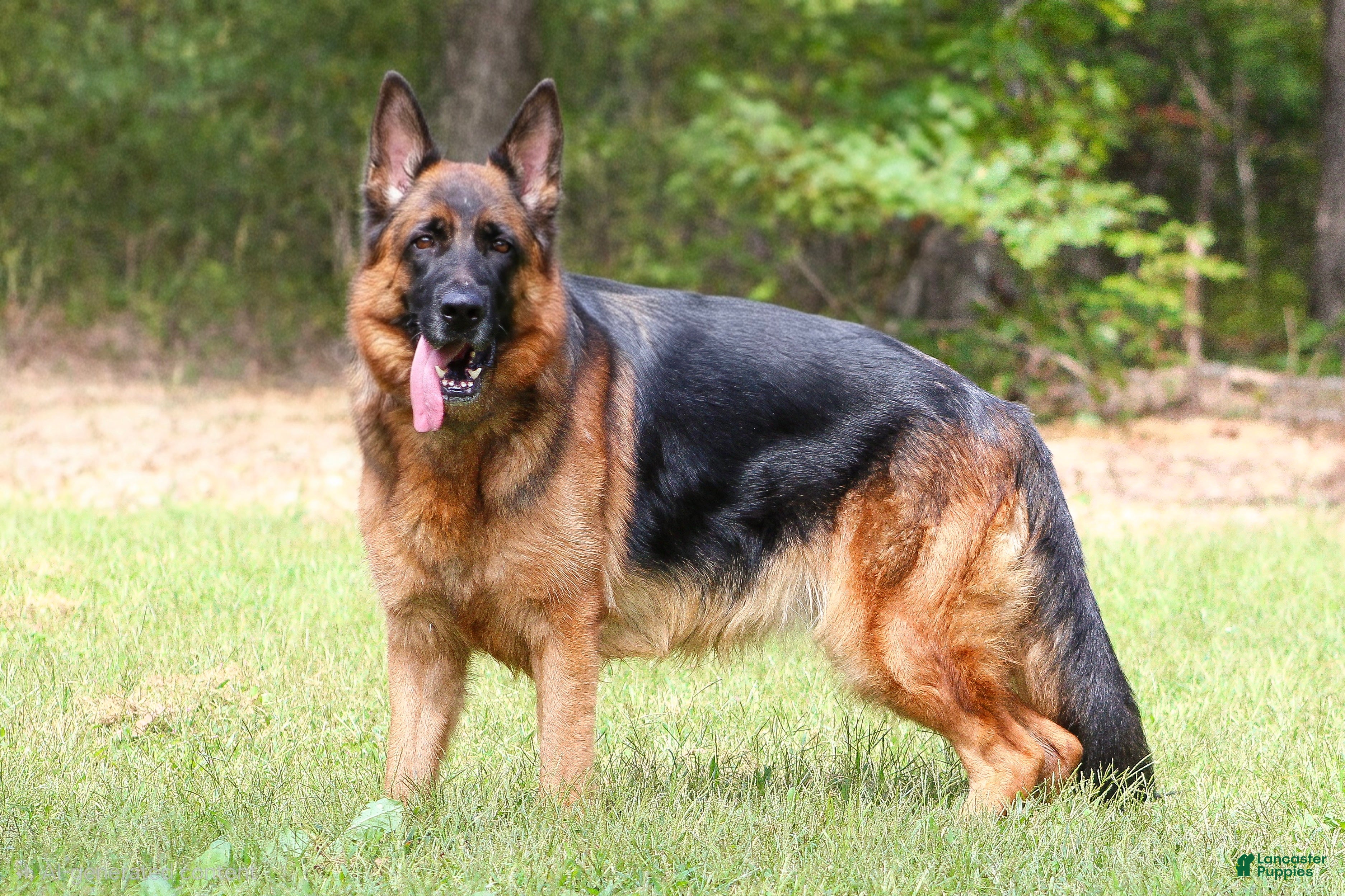 Alessandra Nensi Od Petkovića