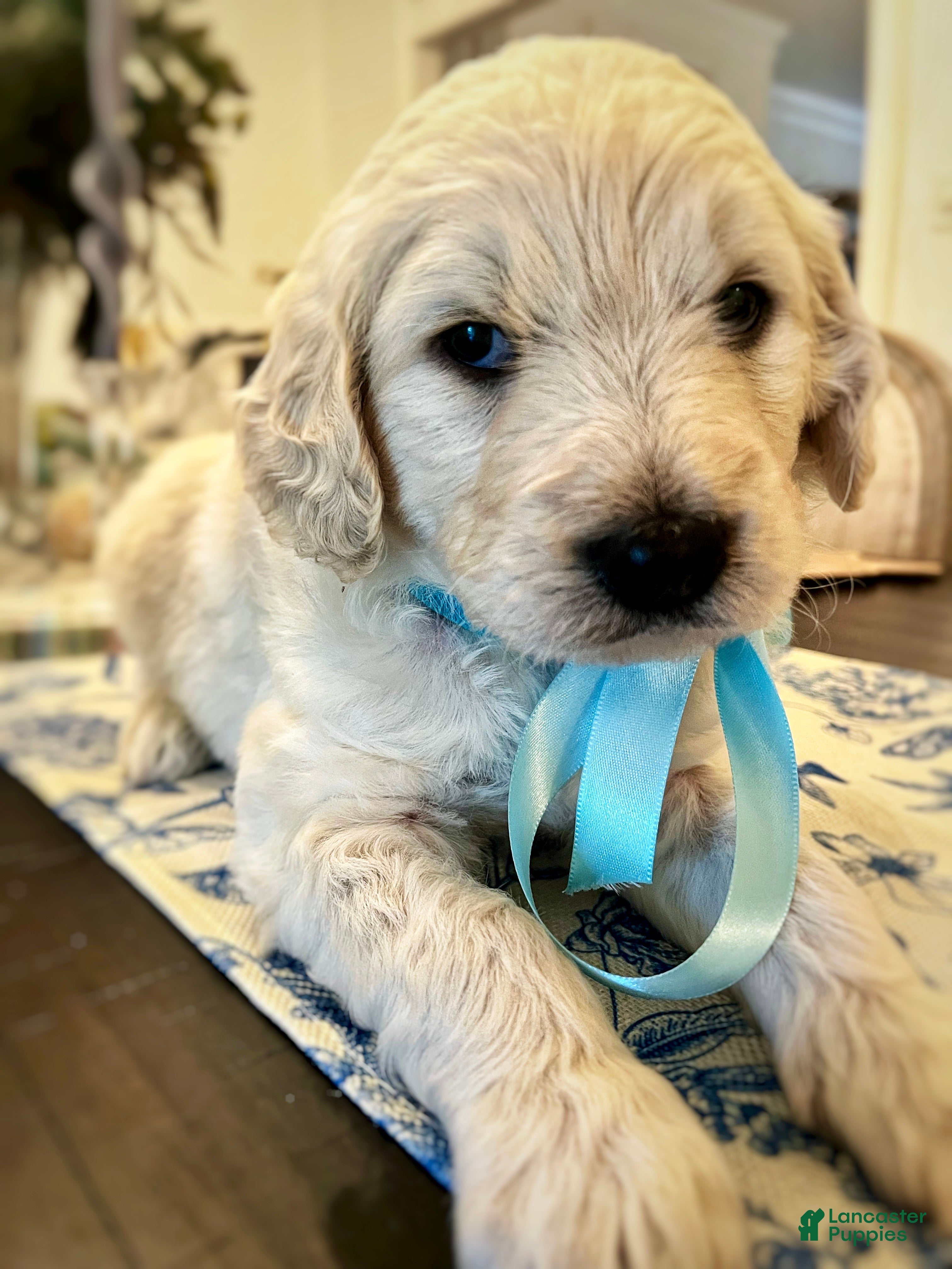 Goldendoodle dogs Goldendoodle Briar- Blue - Ad 1