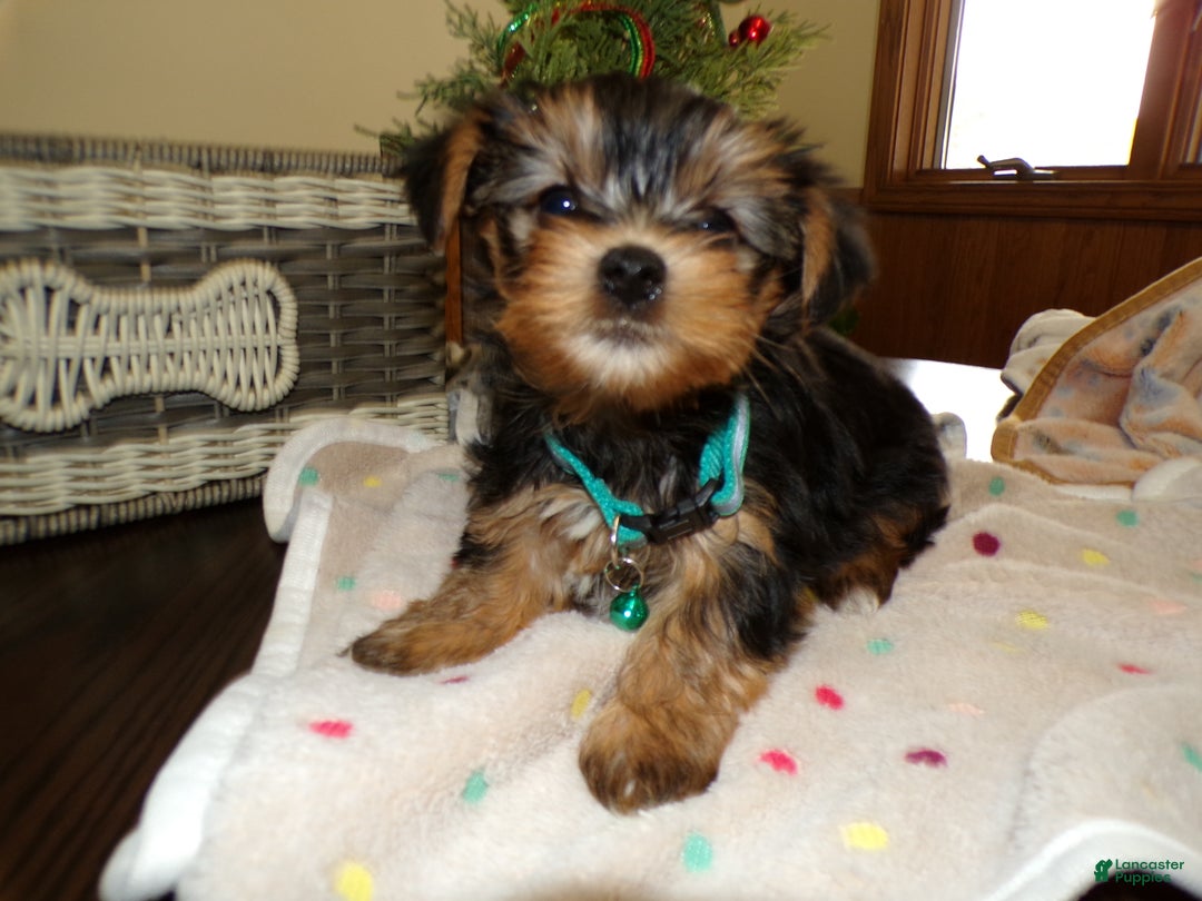 Yorkshire Terrier dogs for sale: Yorkshire Terrier Puppy 2 Cory - Ad 2