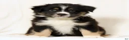 Miniature Australian Shepherd dogs for sale: Lego - Ad 6