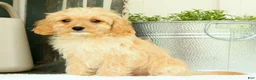 Cavapoo dogs for sale: Winston - Ad 9