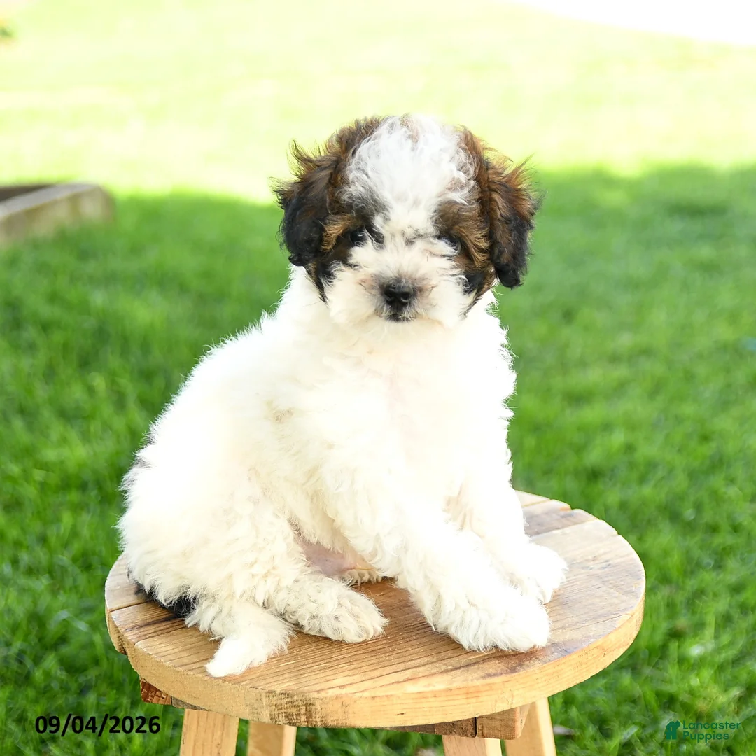 Maltipoo dogs for sale: Charlie - Ad 1