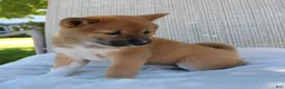 Shiba Inu dogs for sale: Luna - Ad 7