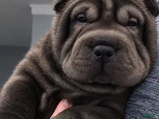 Shar Pei dogs Boba - Ad 2