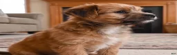 Morkie dogs for sale: Ace - Ad 8