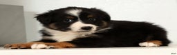 Miniature Australian Shepherd dogs for sale: Dixie - Ad 2