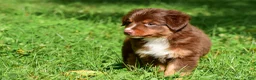 Miniature Australian Shepherd dogs for sale: Izzy - Ad 10