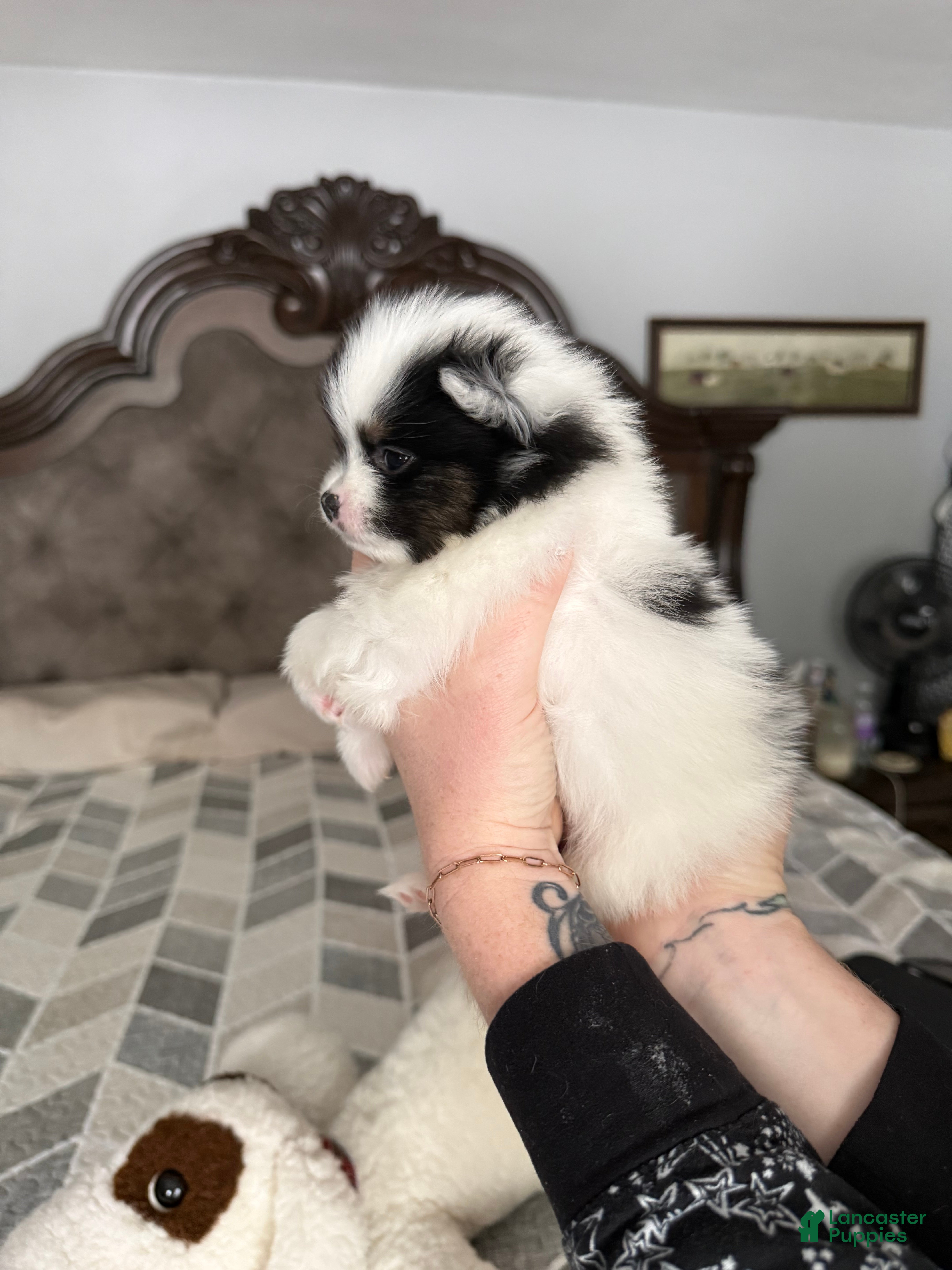 Pomeranian dogs Eli - Ad 2