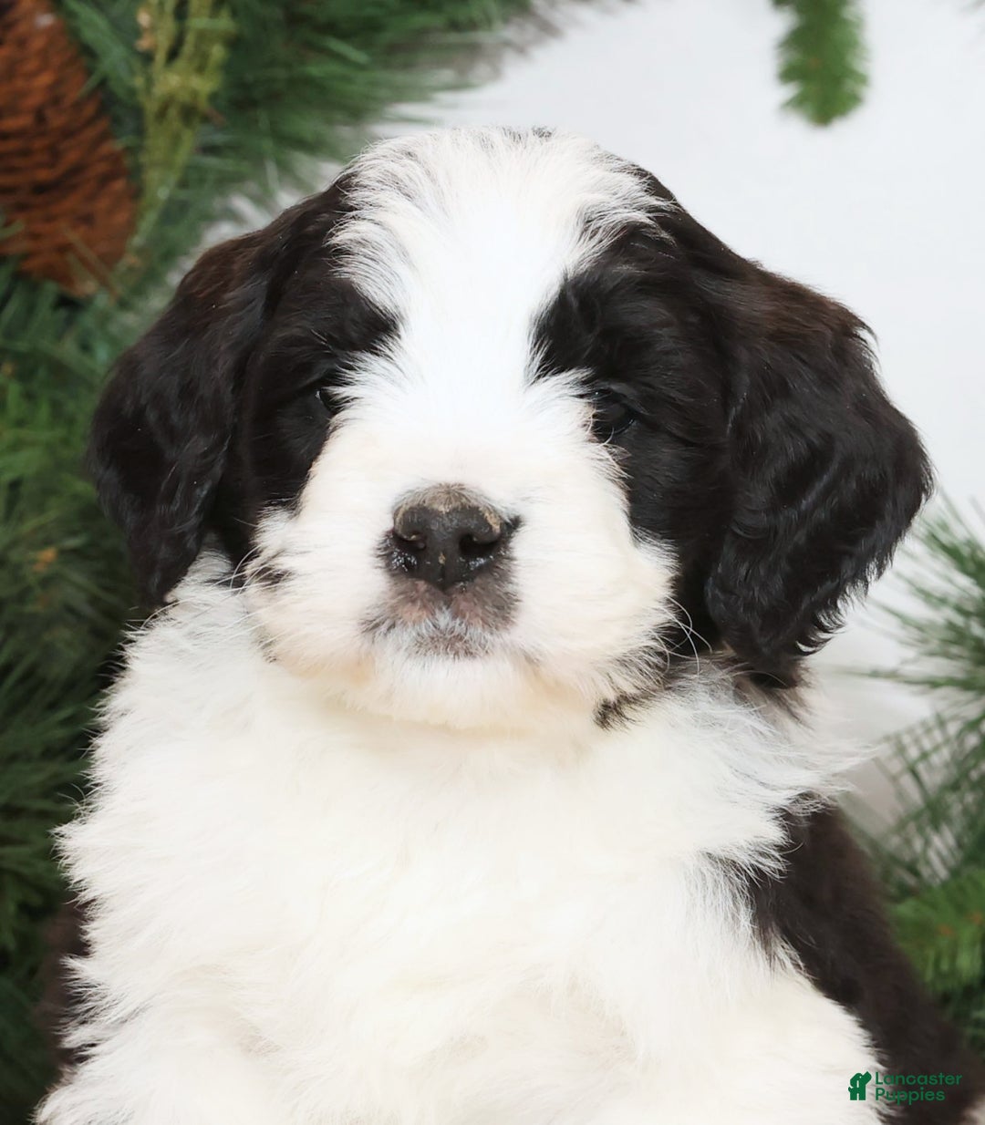 Saint Berdoodles dogs for sale: Bear - Ad 8