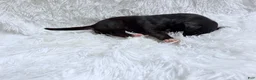 Great Dane dogs for sale: Whiskey - Ad 11