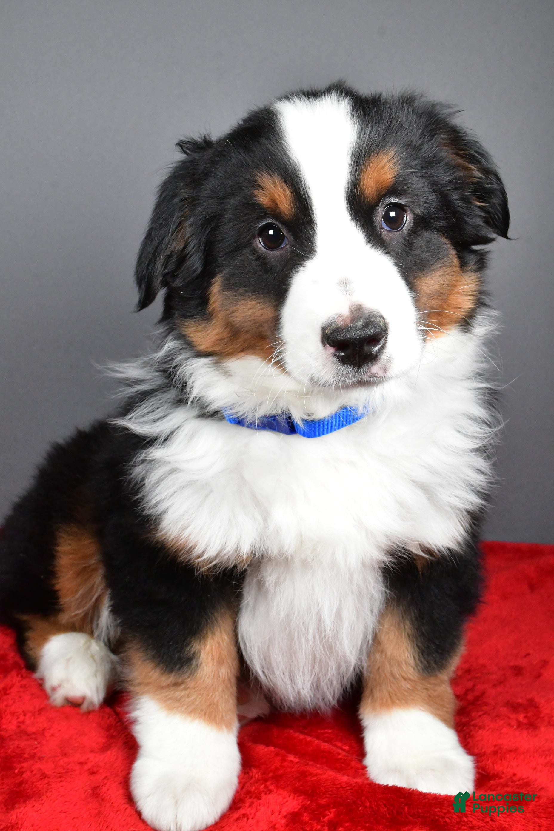 Miniature Australian Shepherd dogs Harley - Ad 2