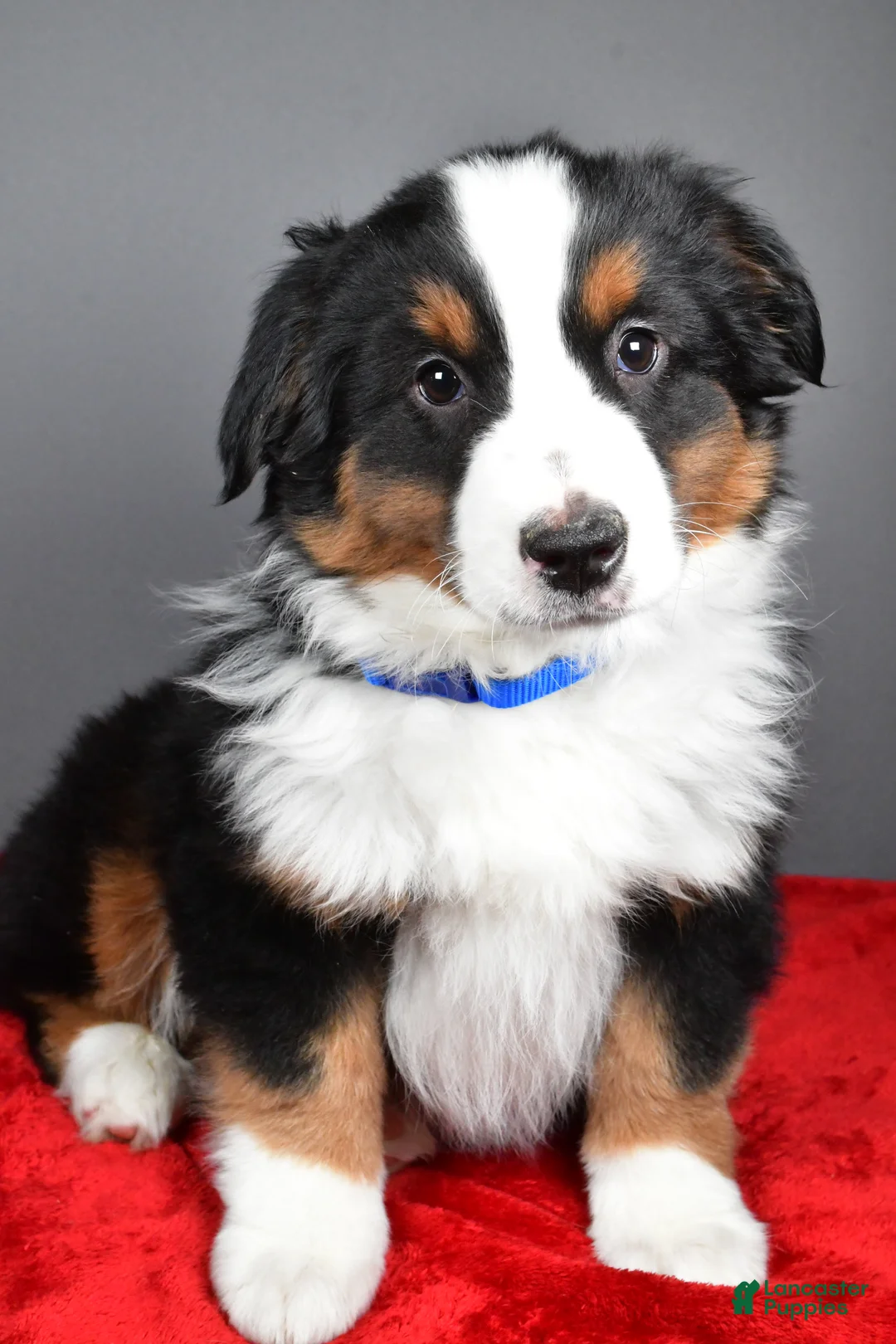 Miniature Australian Shepherd dogs for sale: Harley - Ad 2