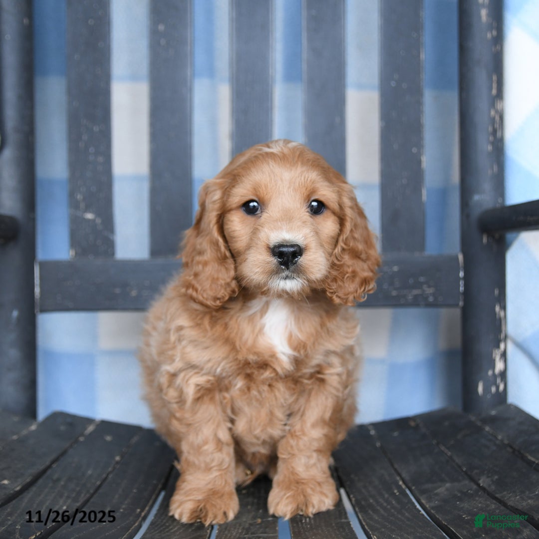 Cockapoo dogs for sale: Rusty - Ad 3