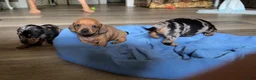 Miniature Dachshund dogs for sale: Miniature Dachshund 2 - Ad 5