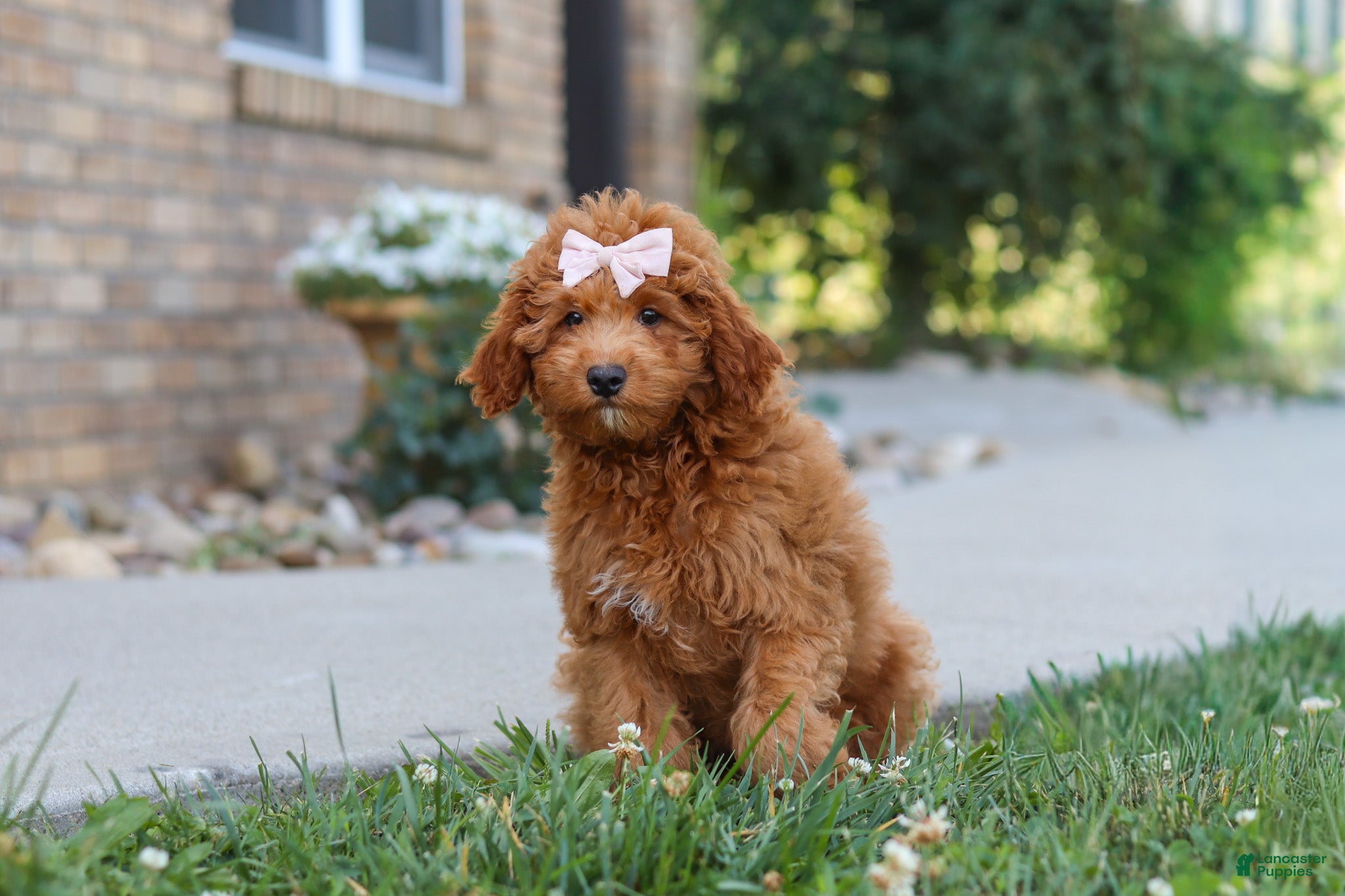 Cavapoo dogs Felecia - Ad 2