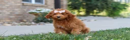 Cavapoo dogs for sale: Felecia - Ad 2