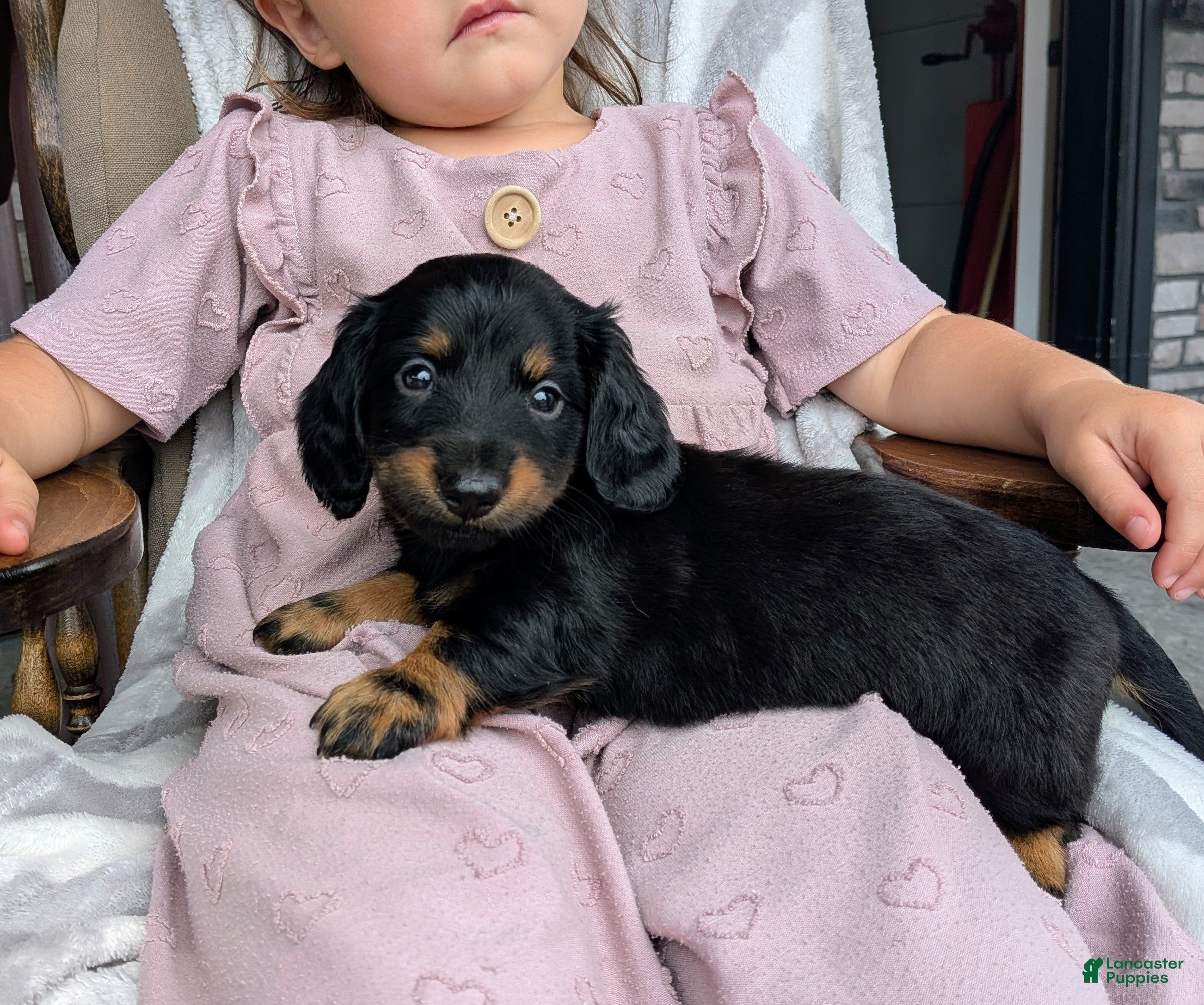 Miniature Dachshund dogs Miniature Dachshund 1 - Ad 2