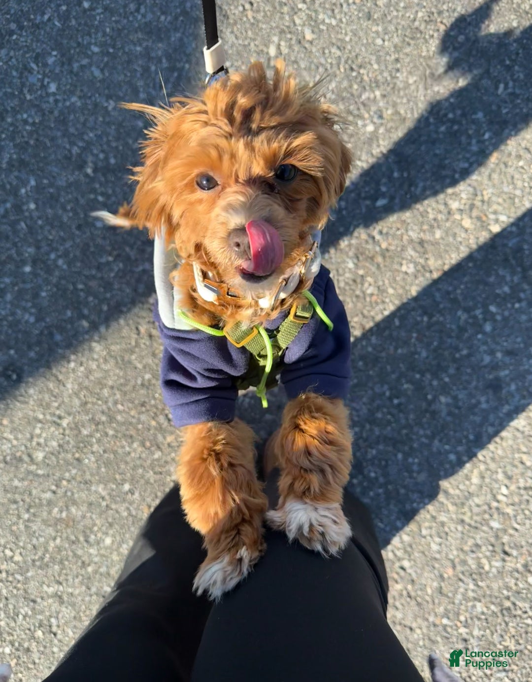 Maltipoo dogs for sale: Maltipoo Puppy 1 - Ad 1