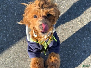 Maltipoo dogs Maltipoo Puppy 1 - Ad 32