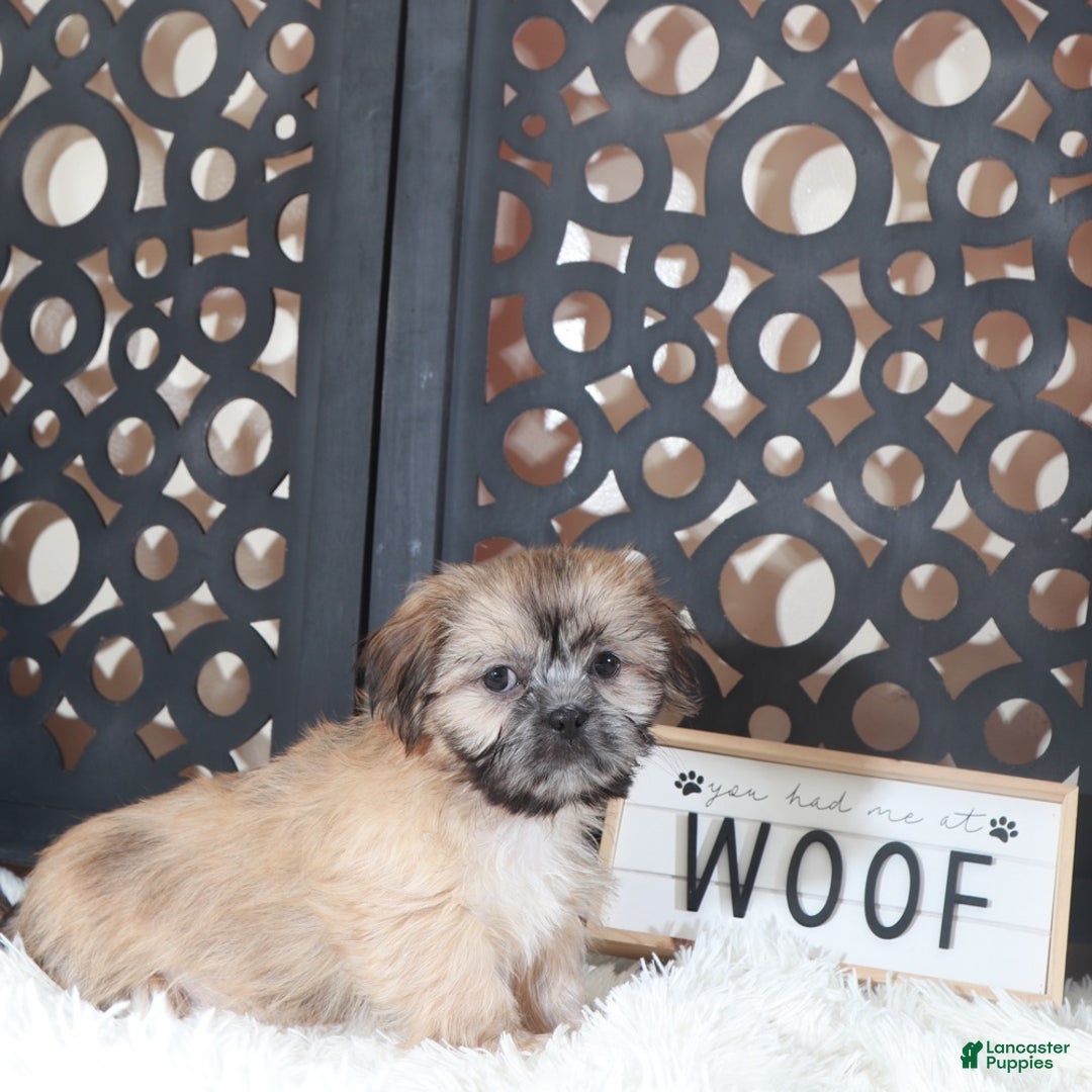 Shih Tzu dogs for sale: Duke Majestic. Brindle Shih-tzu - Ad 5