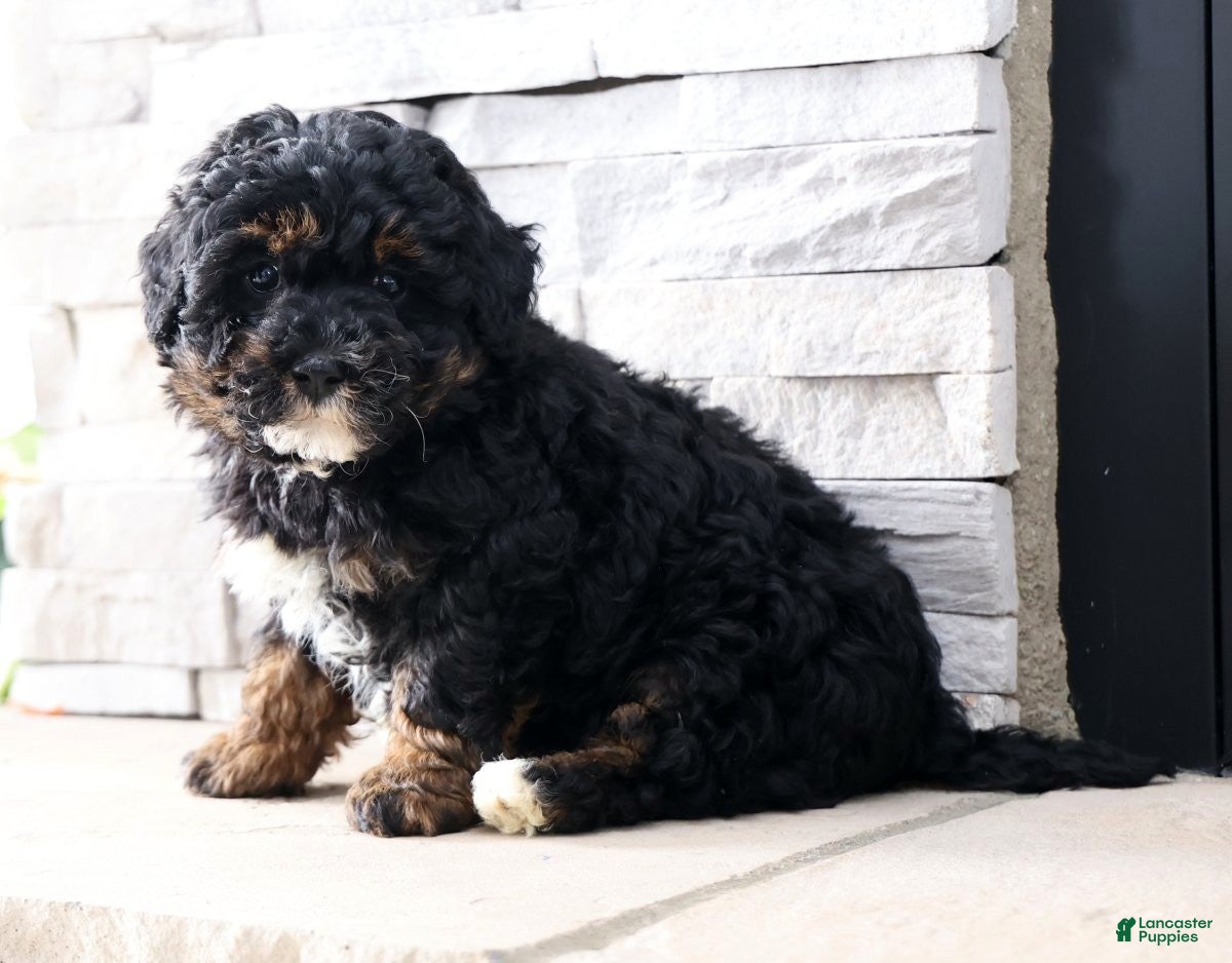 Mini Bernedoodle dogs Chloe - Ad 2