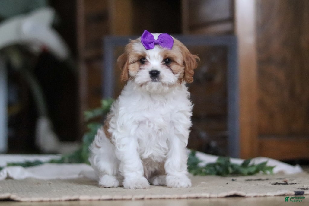 Cavapoo dogs Sasha - Ad 1