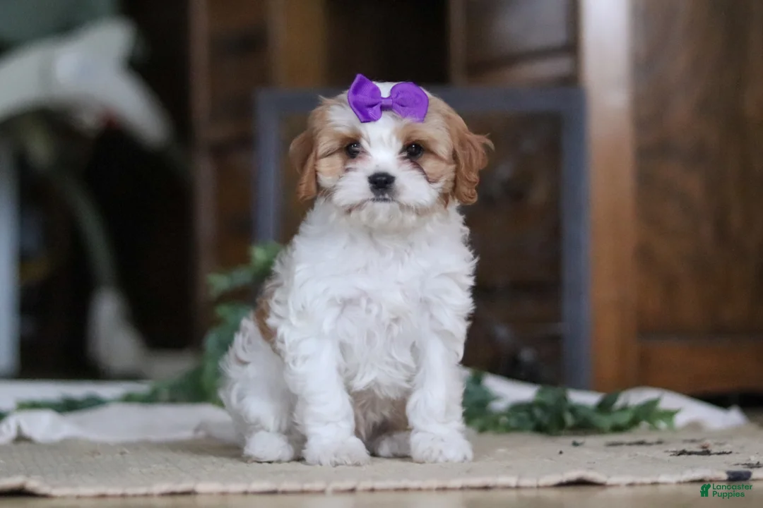 Cavapoo dogs for sale: Sasha - Ad 1