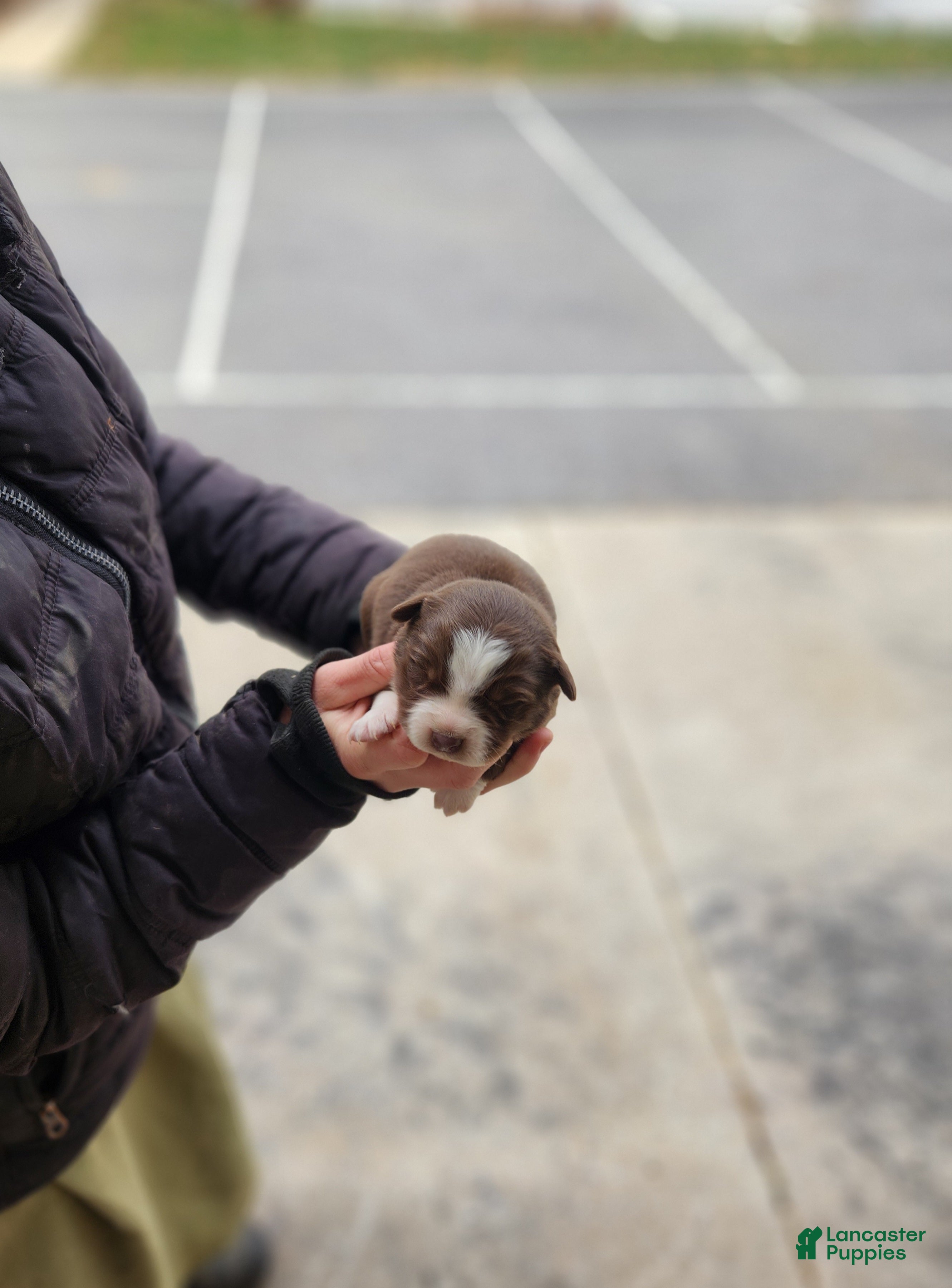 Australian Shepherd dogs Princess - Ad 42