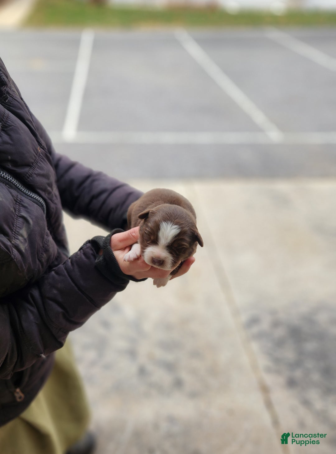 Australian Shepherd dogs for sale: Princess - Ad 1