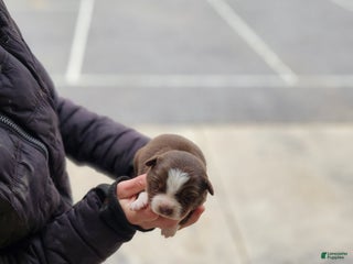 Australian Shepherd dogs Princess - Ad 10