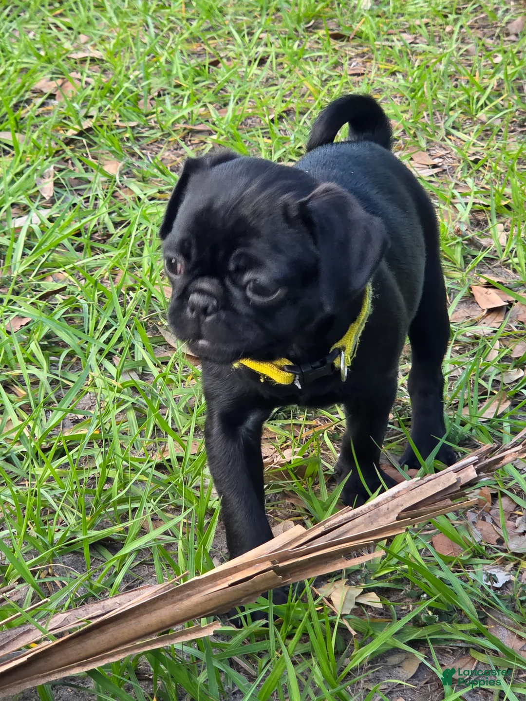Pug dogs for sale: Pug Puppy 3 - Ad 1