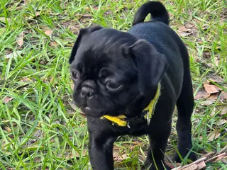 Pug dogs for sale: Pug Puppy 3 - Ad 3