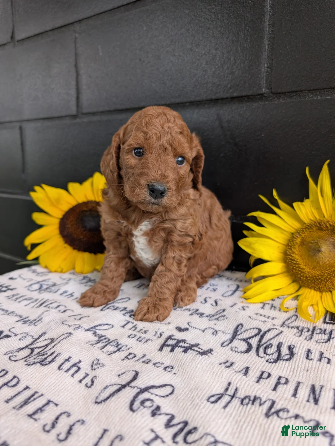 Mini Goldendoodle dogs for sale: Mini-Marko - Ad 1