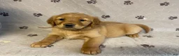 Golden Retriever dogs for sale: Ms. Pink - Ad 1
