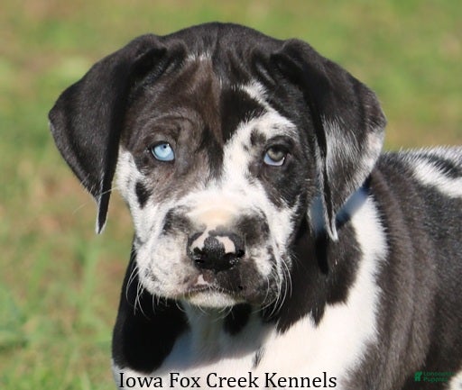Great Dane dogs for sale: Emily - Ad 14