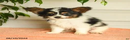 Papillon dogs for sale: Philip - Ad 5